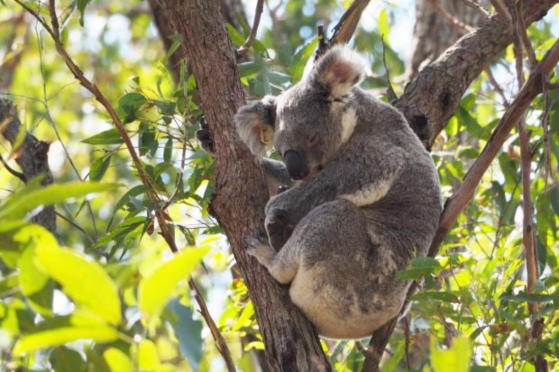 a koala sleeps in the fork of a tree surrounded by bright green leaves
