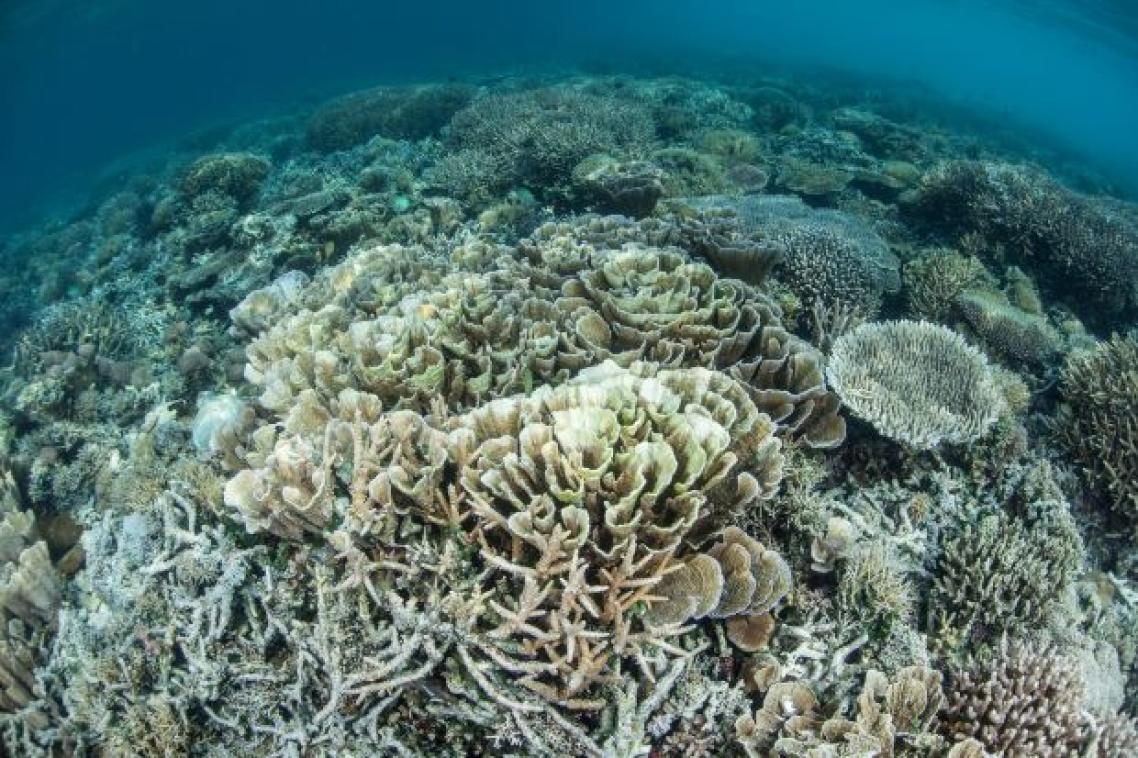 A view across white and grey coral underwater