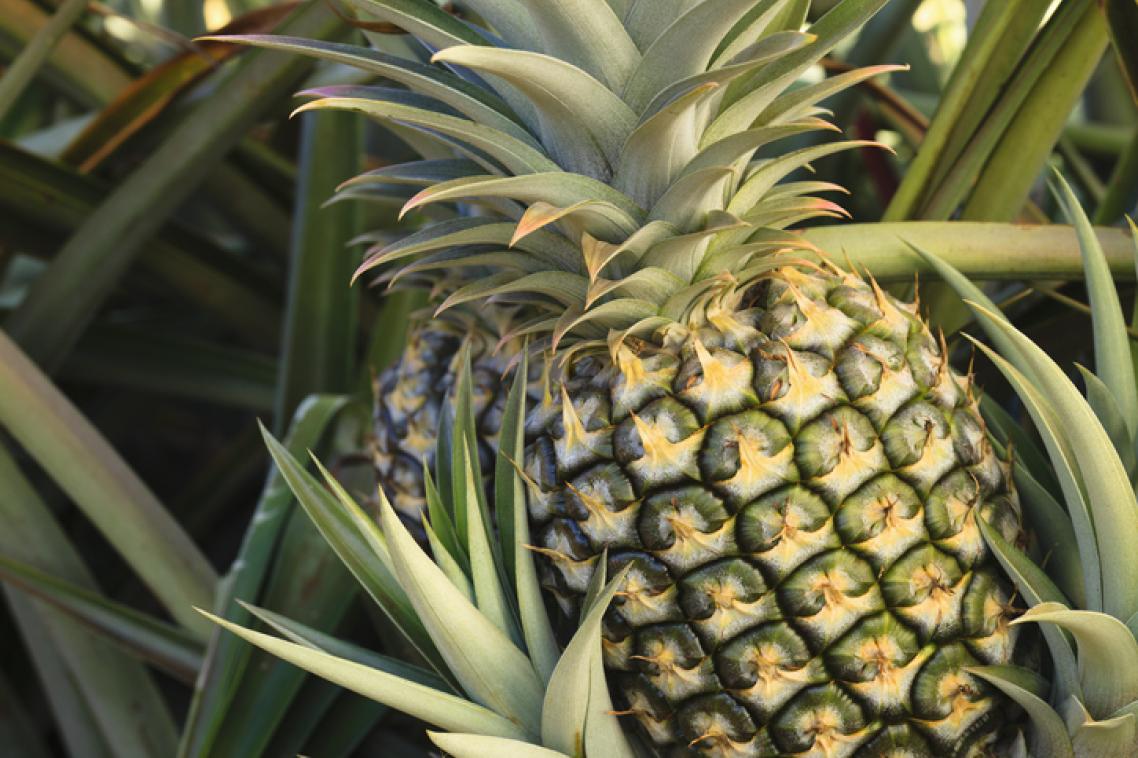 Premature flowering can lead to a highly erratic pineapple supply. Getty Image.