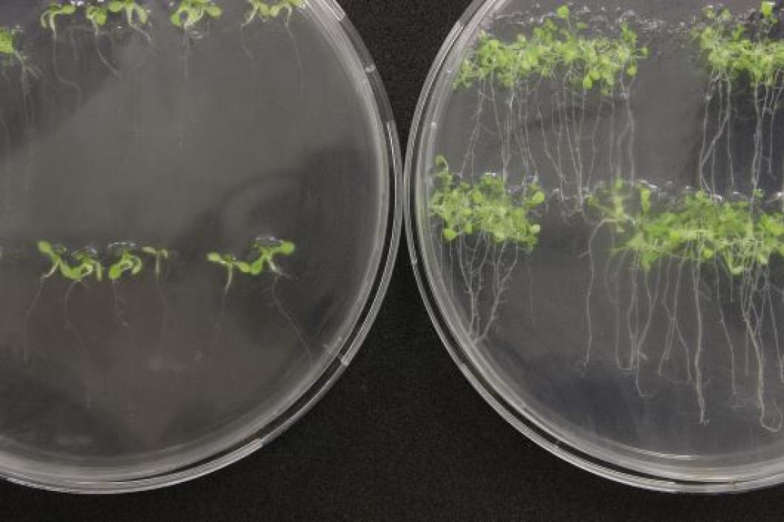 A close up photo of 2 microscope plates showing tiny green seedlings and their roots.