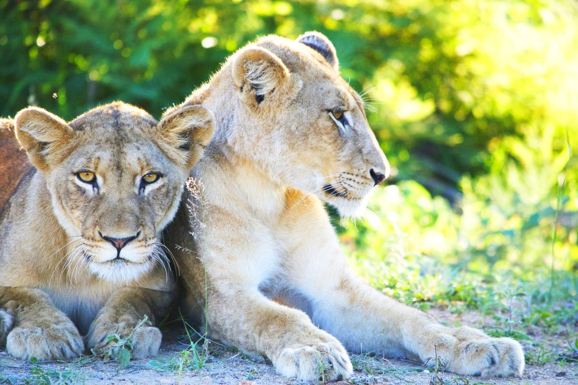 We are just now beginning to understand the potentially irreplaceable services these animals can provide, says researcher Chris O'Bryan