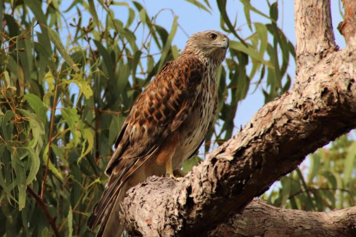 A brown and cream hawk sits on the branch of a gum tree.