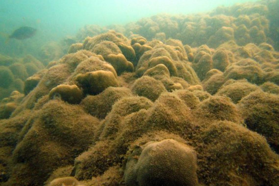 An underwater photo of a coral reef showing algal overgrowth.