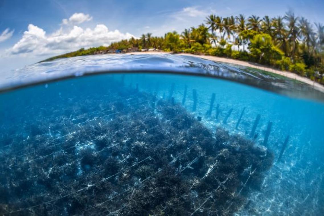 View through water to rows of plants on the sea floor with a beach and palm trees in the background