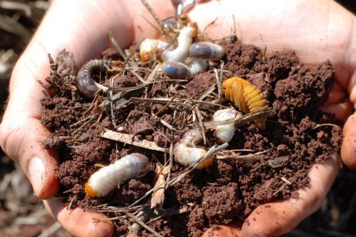 two hands holding some brown soil in which there are fat white grubs