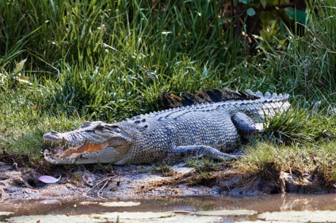A saltwater crocodile resting on a river bank, it's scales blending into the surrounding environment