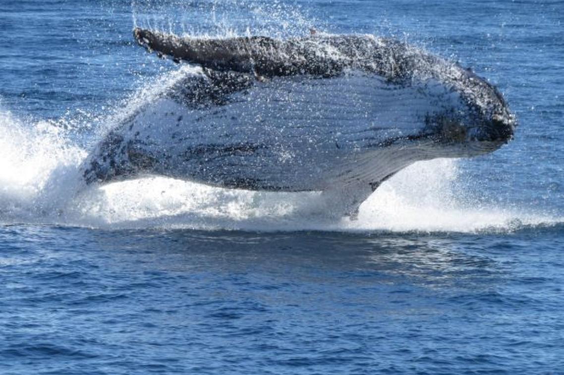 A humpback whale breaches out of the ocean