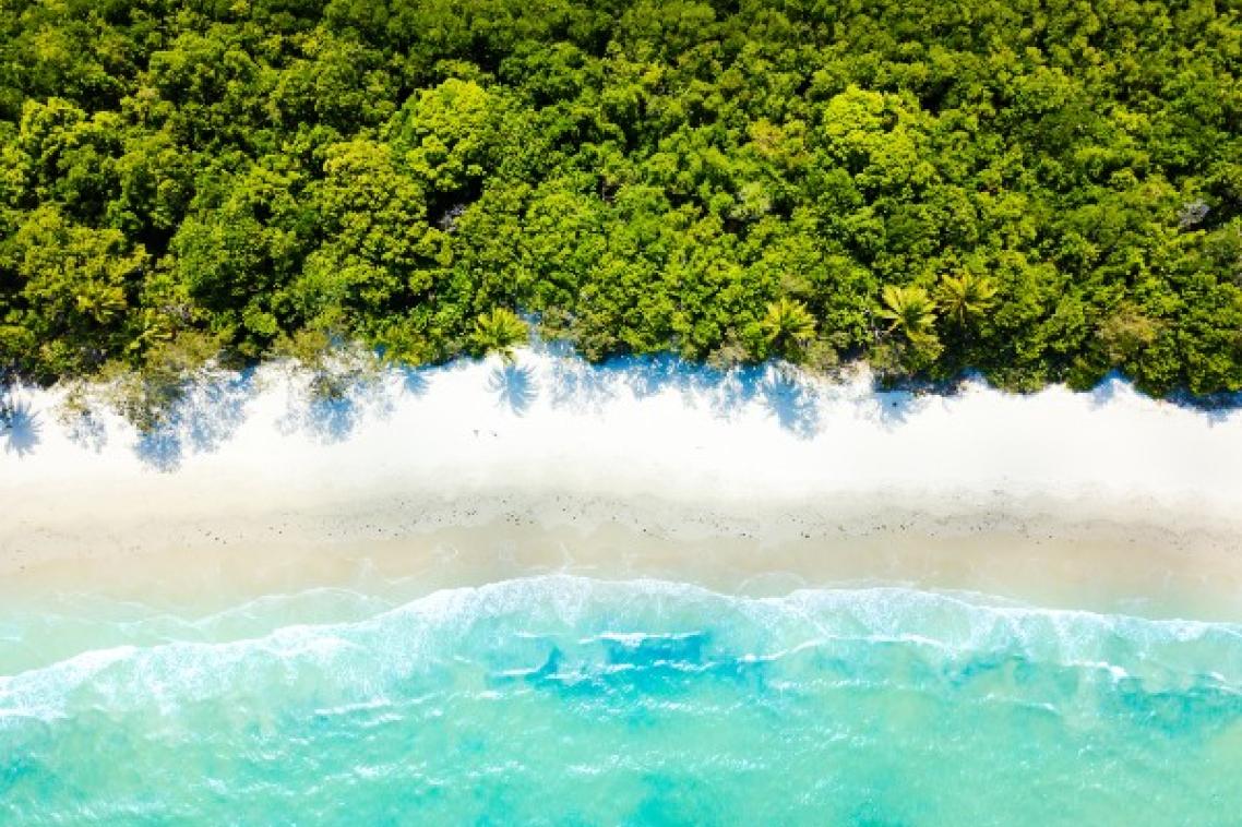 Overhead image of trees reaching shoreline of sandy beach.