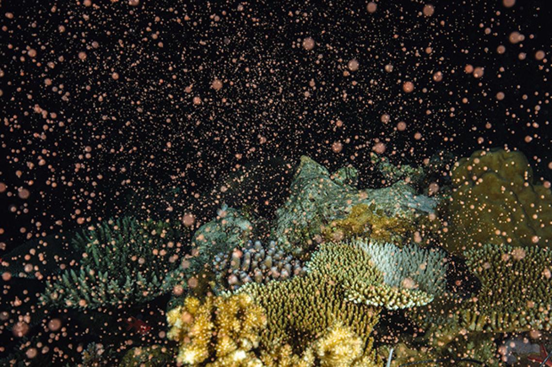 brown dots rise from a group of coral against a black background