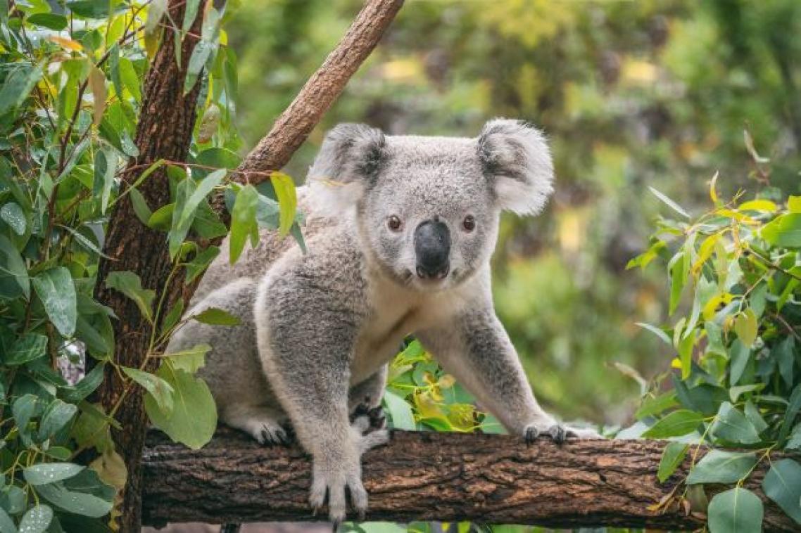 A koala sitting on a tree branch