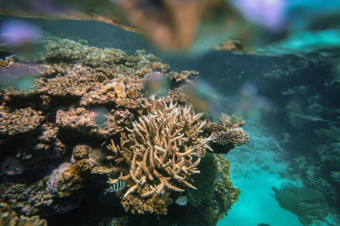 Different sized coral underwater
