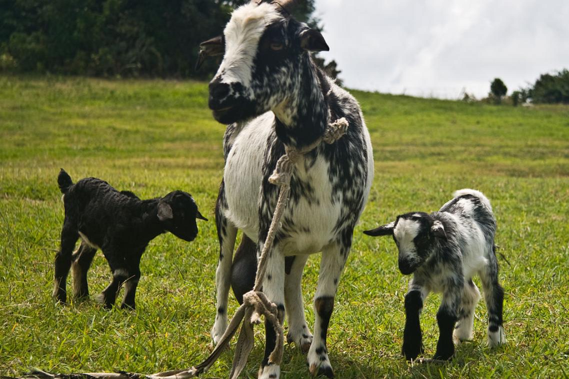 Grenadine goat and kids