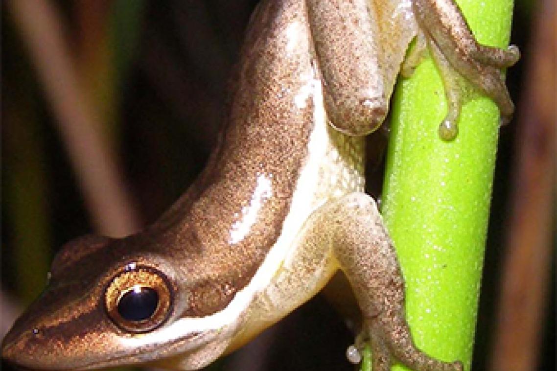 A male Wallum sedgefrog. Photo by Ed Meyer