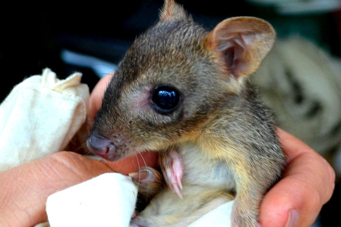 A study used marsupials, such as this rat kangaroo, to challenge current ideas about how mammals evolved stronger hearing than reptiles. Pic: Stephanie Hing.