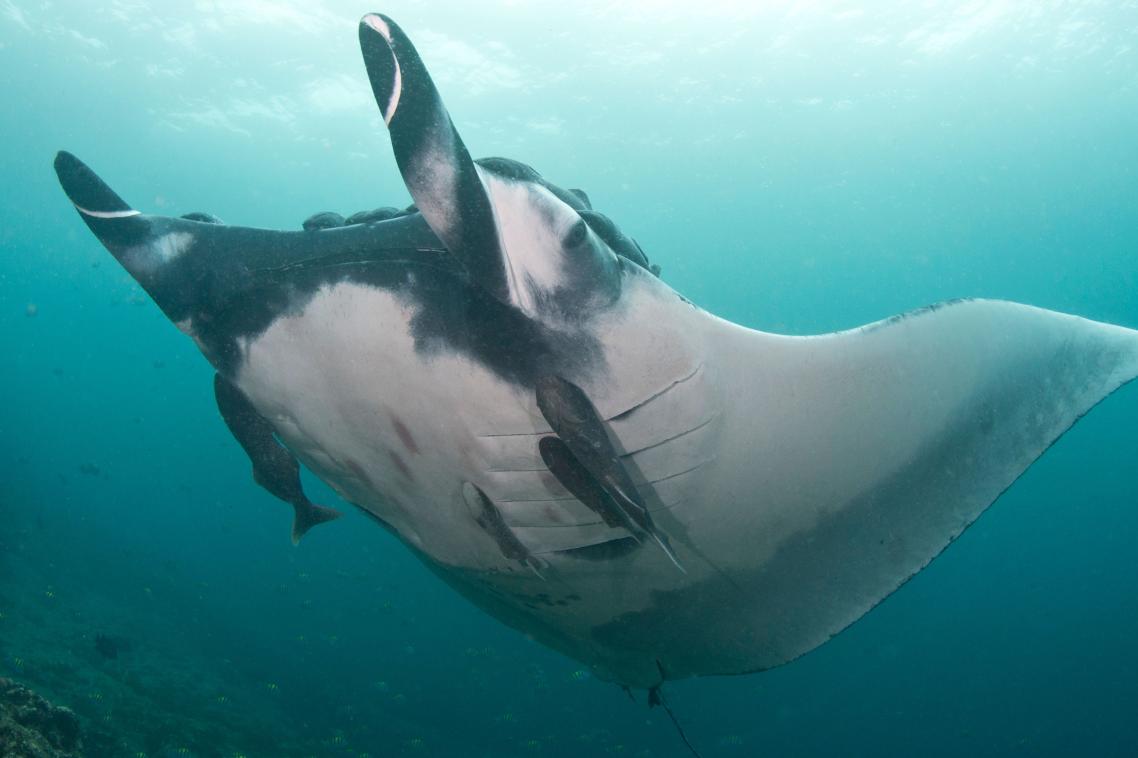 Giant mantas can grow up to seven metres across, weighing up to 1350kg, but the average size is four to five metres. Photo: Andrea Marshall