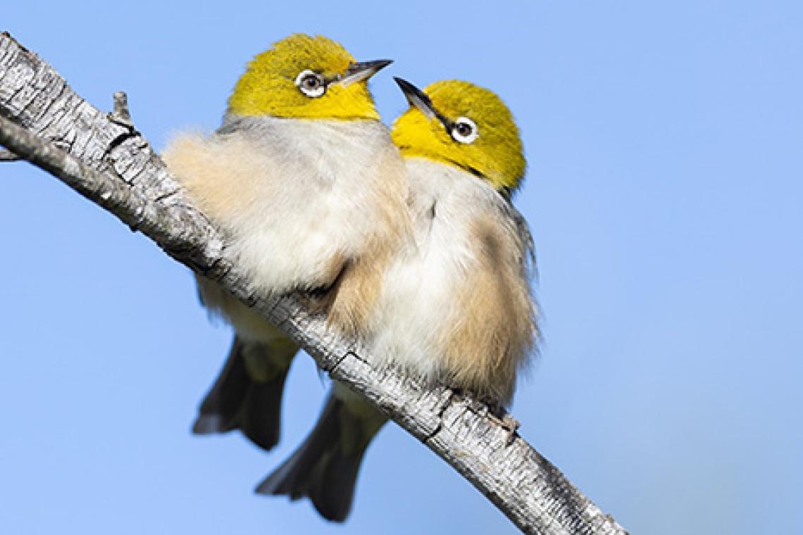 Two small fluffy birds with bright yellow heads sitting together on a branch