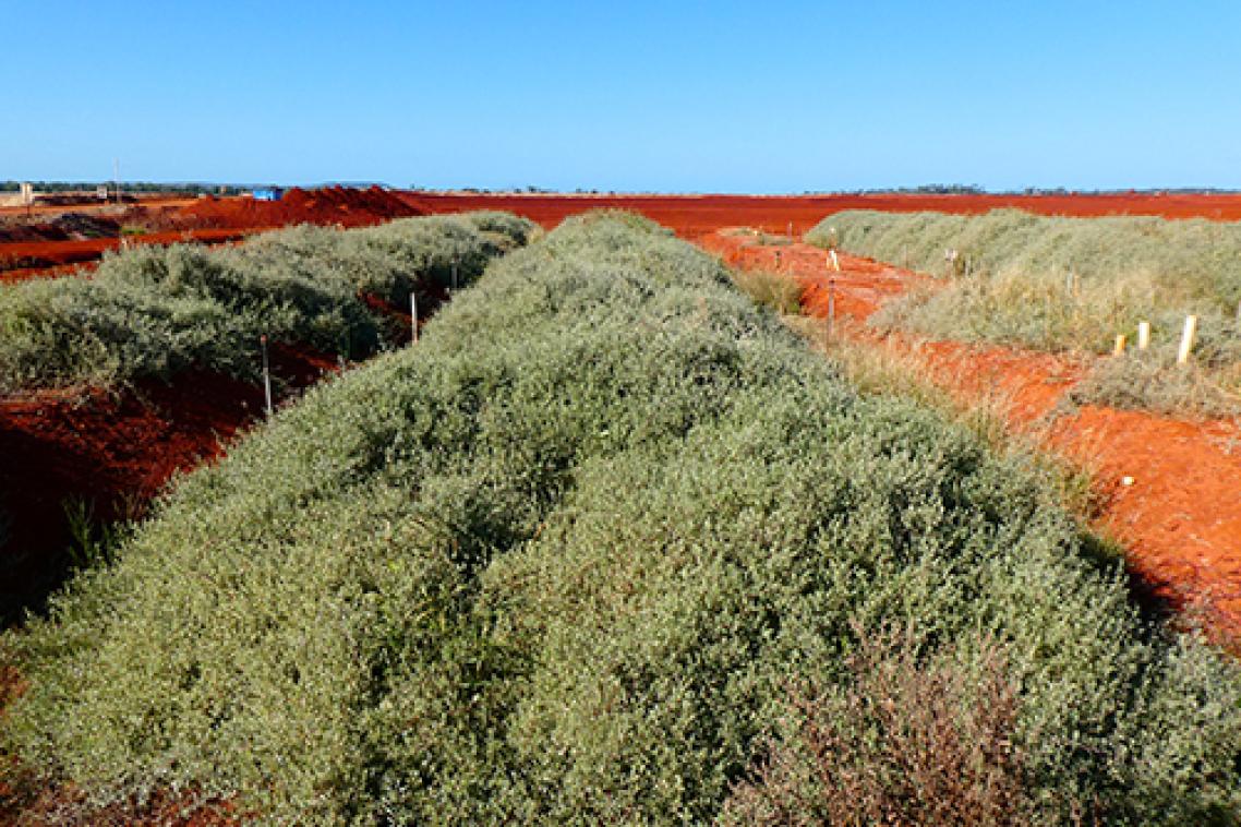 Revegetation underway at a red mud site near Gladstone