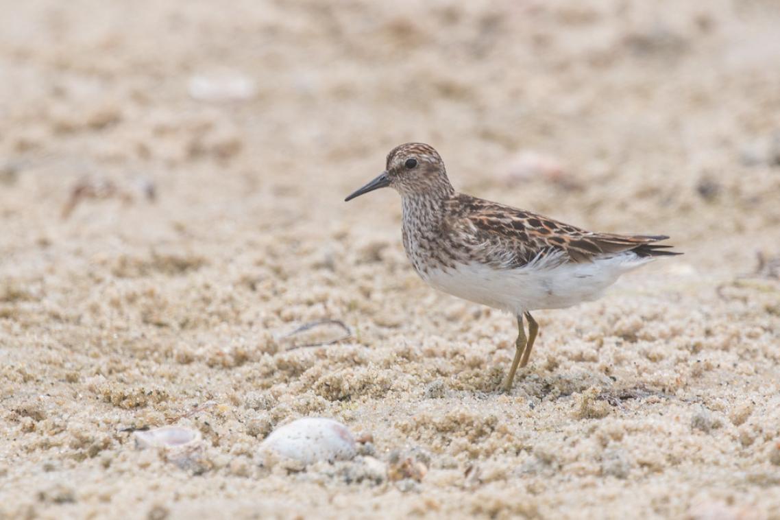 bird with white body and grey feathers standing in sand