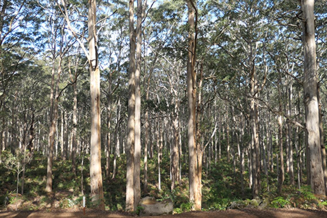 Tall trees in a forest