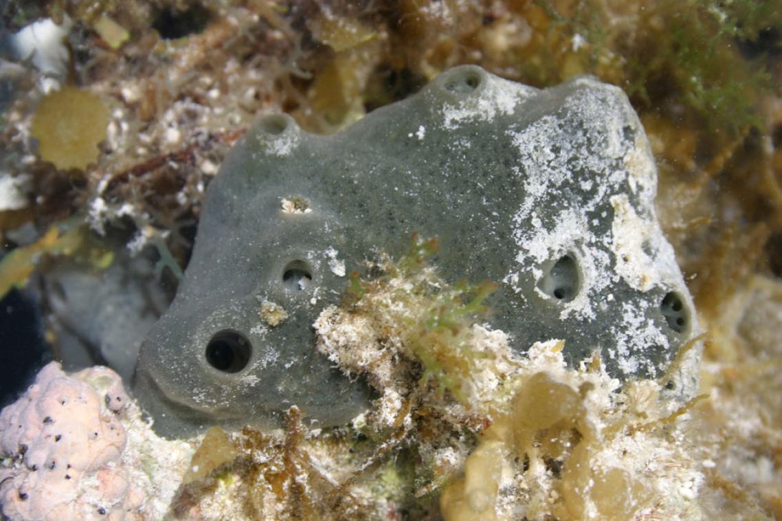 Grey-green coloured sea sponge sitting in a bed of white and green-coloured coral