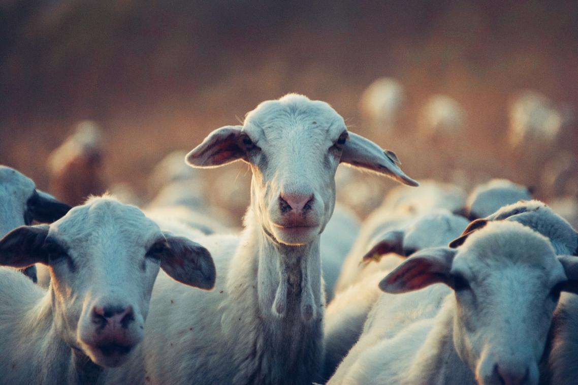 A herd of goats looking at the camera