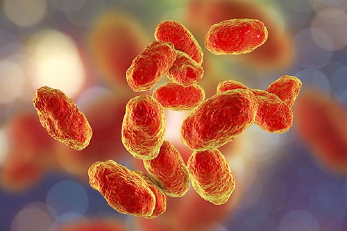An artist's illustration of Haemophilus influenzae bacteria.