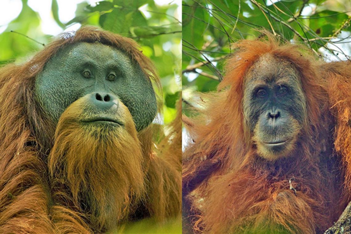Tapanuli Orangutans (Pongo tapanuliensis) - adult flanged male on the left, and an adult female on the right – which will be potentially threatened by Belt and Road Initiative developments.