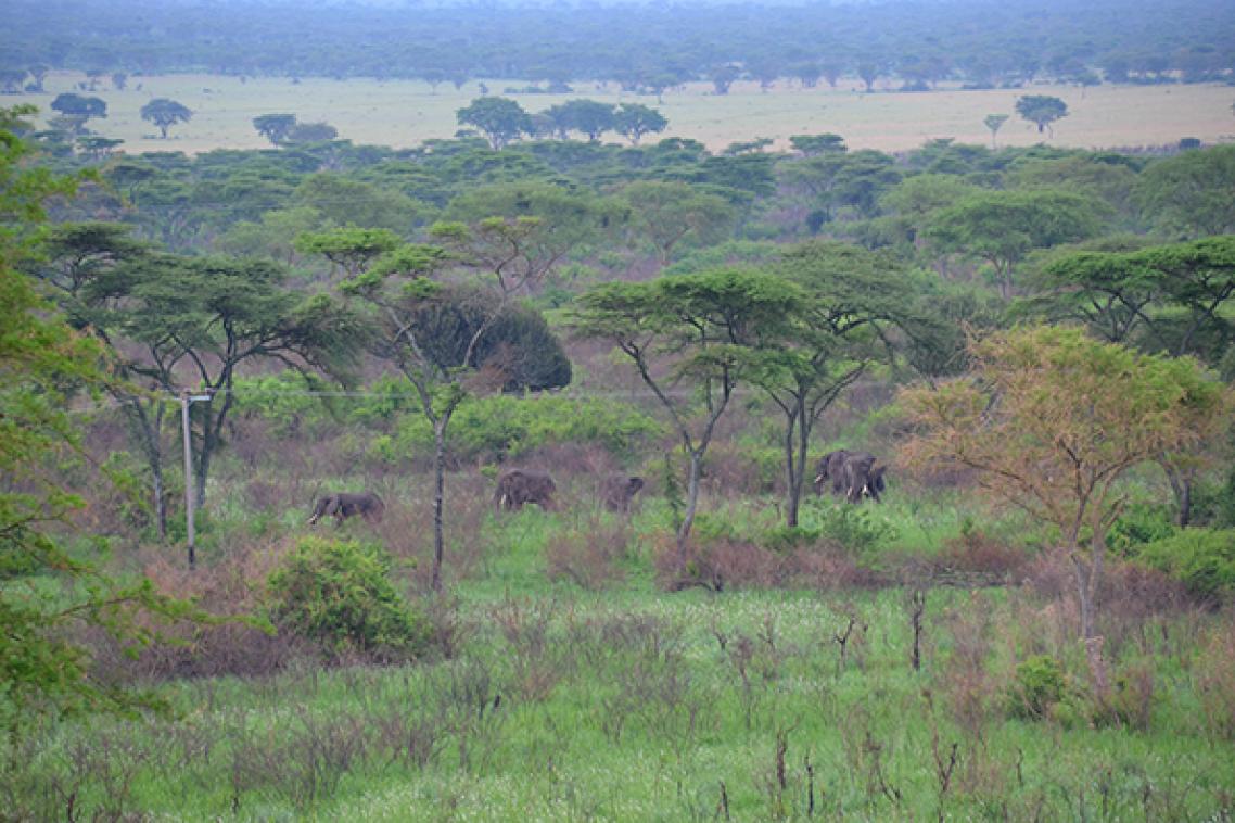 Elephants wander in a field close to powerlines