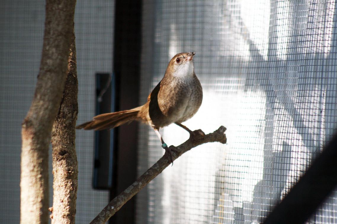 Eastern bristlebird