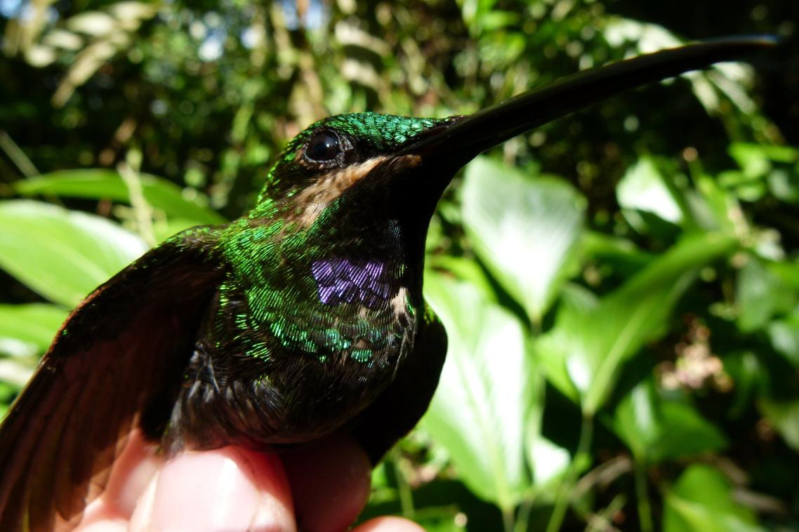 Black-throated brilliant. Image: Pablo Negret