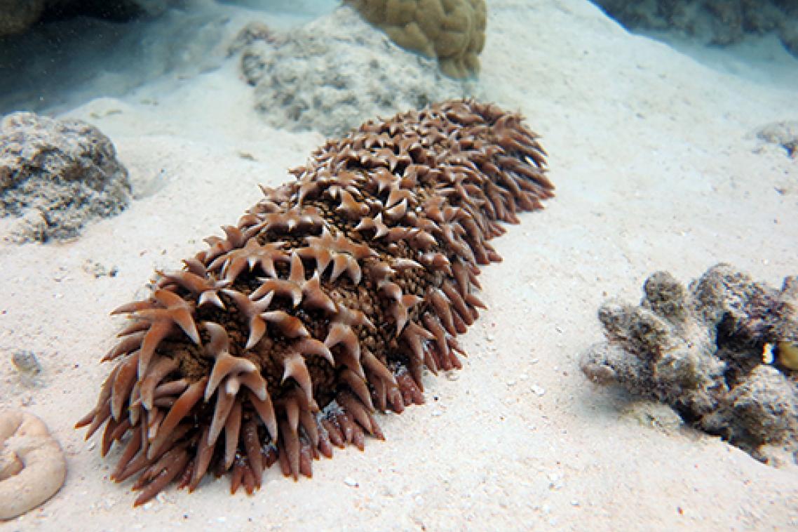 The prickly redfish, an endangered sea cucumber fished on the Great Barrier Reef, and globally.