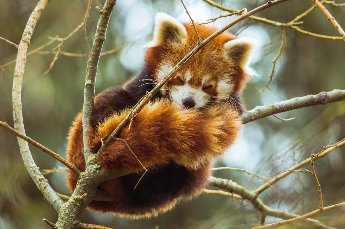 Red panda sleeping on tree branch