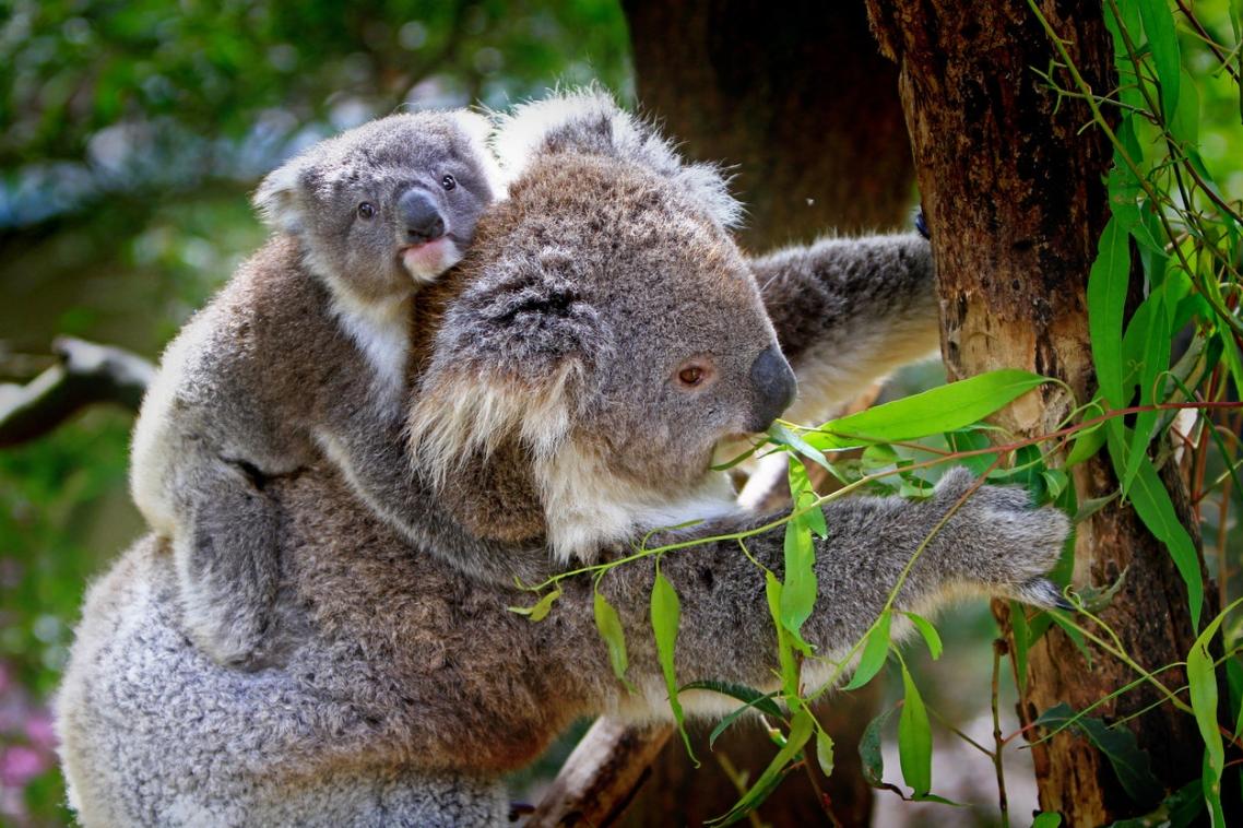 Koala with baby sitting on her back, with both being up a gum tree