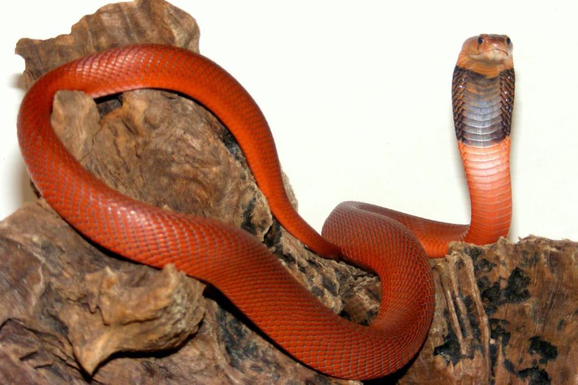 A Sudanese red spitting cobra, entwined around some wood, with its head rearing. Image: Bonnerscar