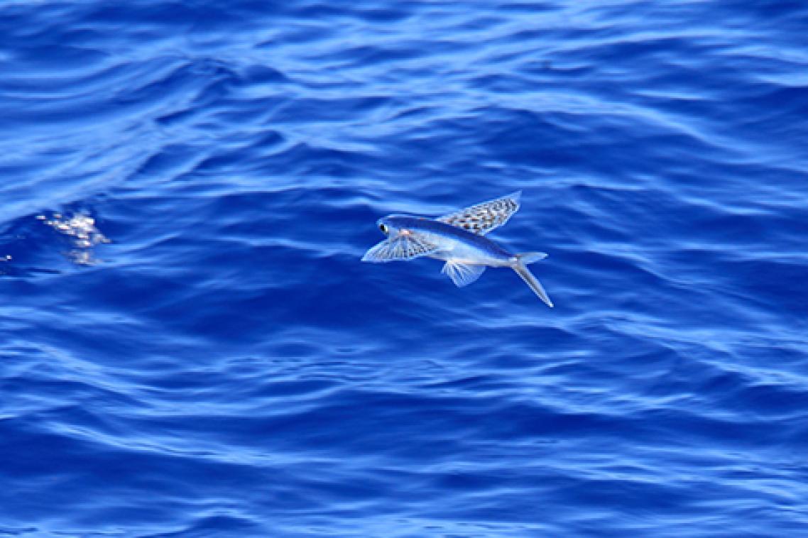 Flying fish flying above the water