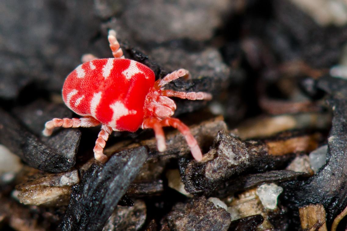 Mite