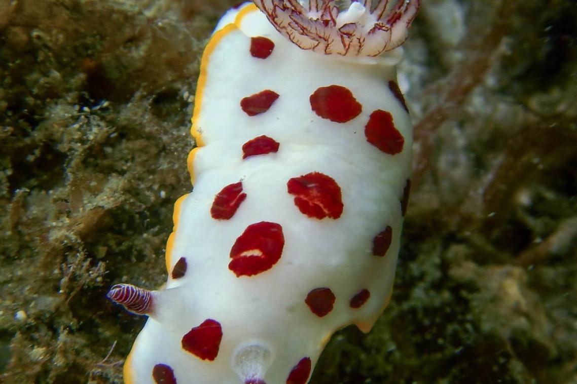 Nudibranch Goniobranchus splendidus