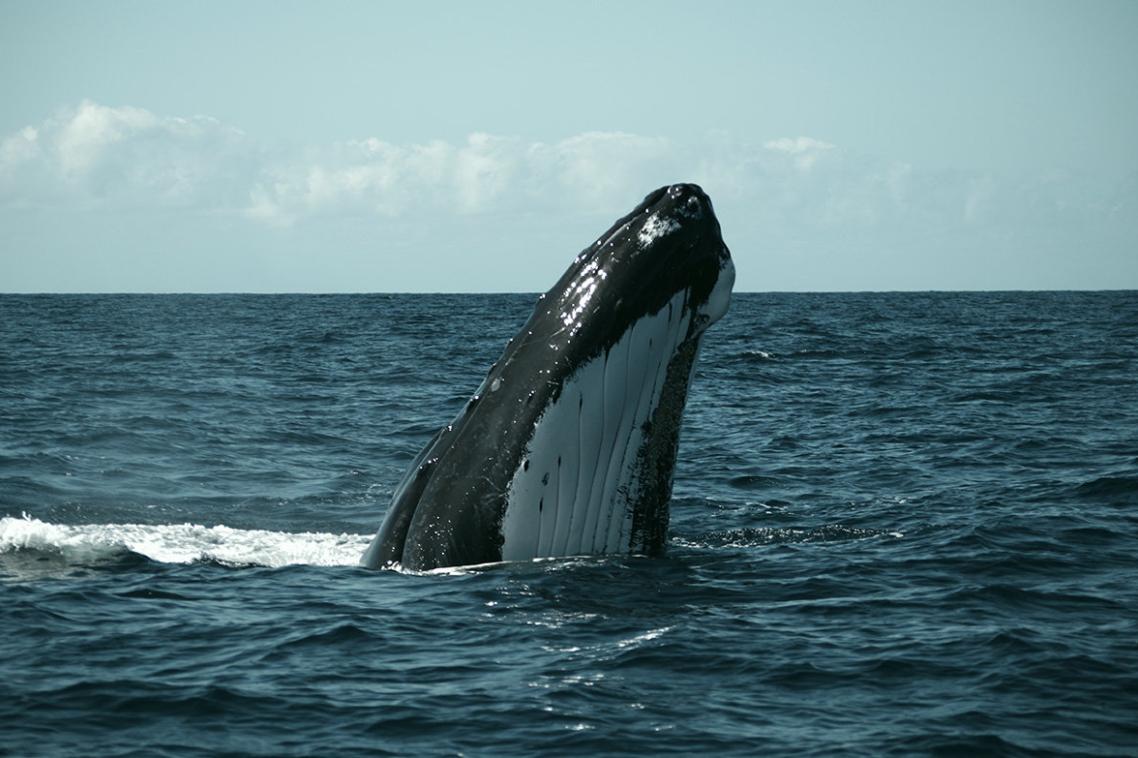 Humpback whale 'spy hopping': Pic courtesy BRAHSS