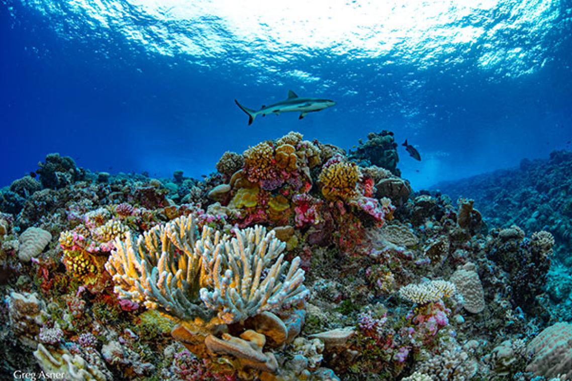 Ailinginae Atoll - Ailinginae Atoll in the Marshall Islands. Photo credit: Greg Asner