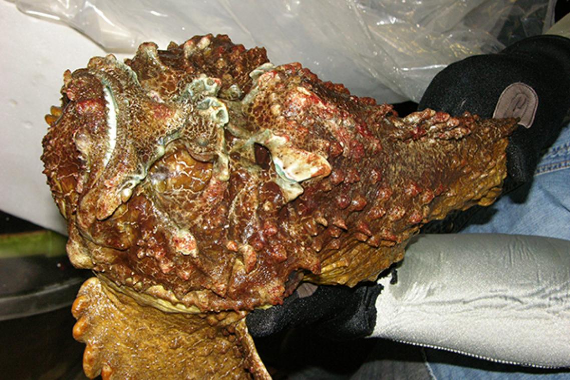 Picture of stonefish