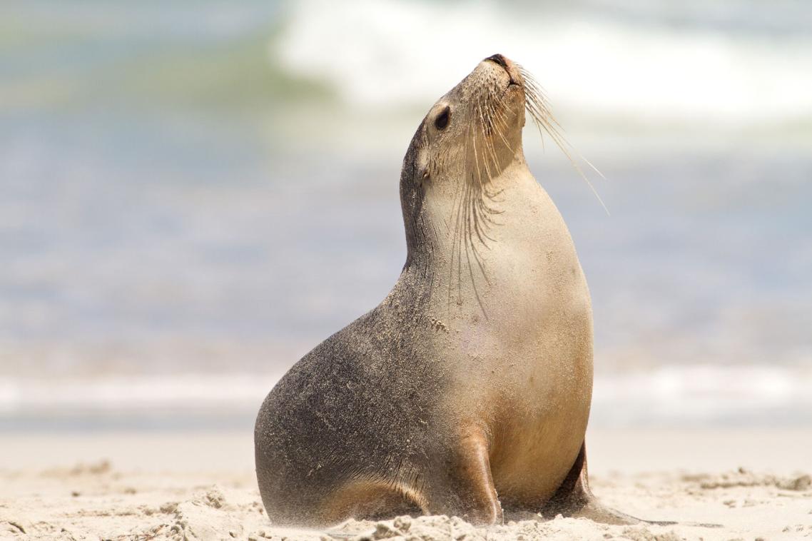 An Australian sea lion raises its head to the sky