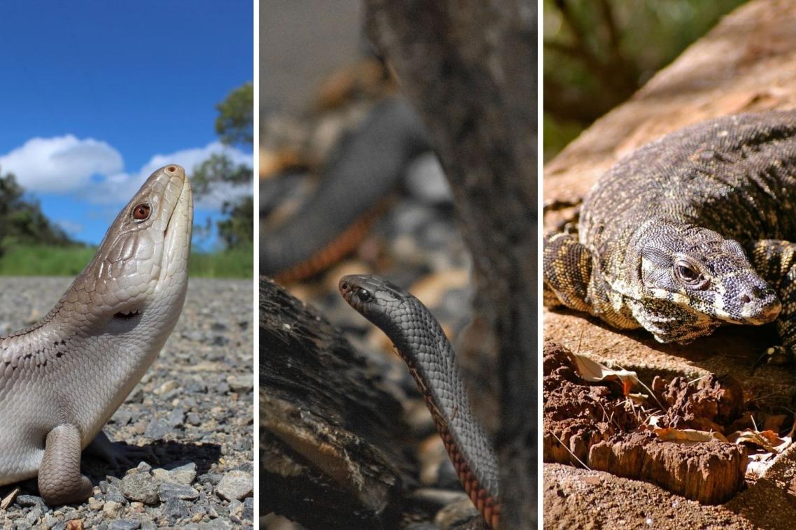 Three images of snakes and lizards placed together