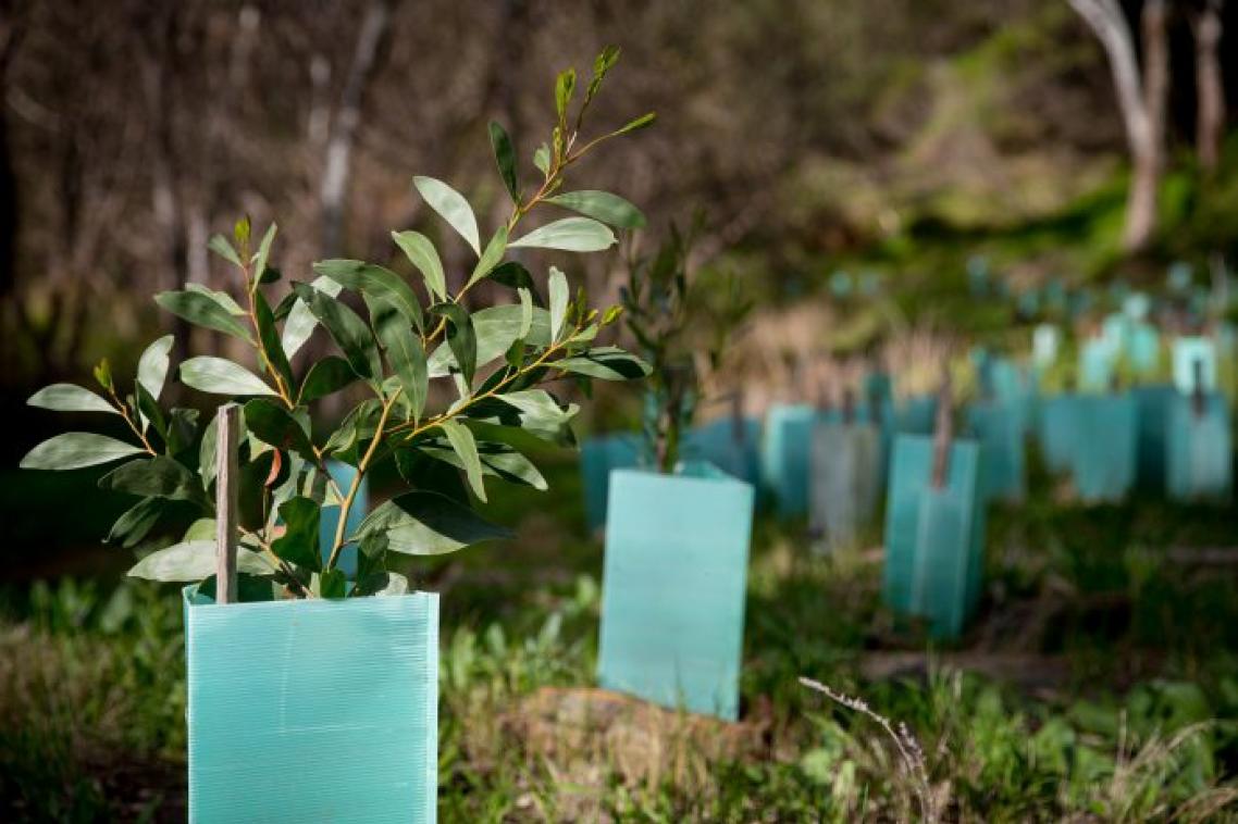 Seedlings in the ground