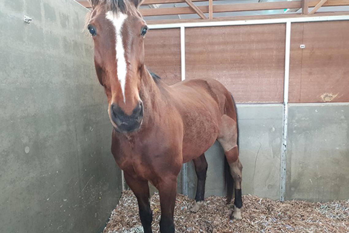 A horse in a stall with recycled cardboard bedding.