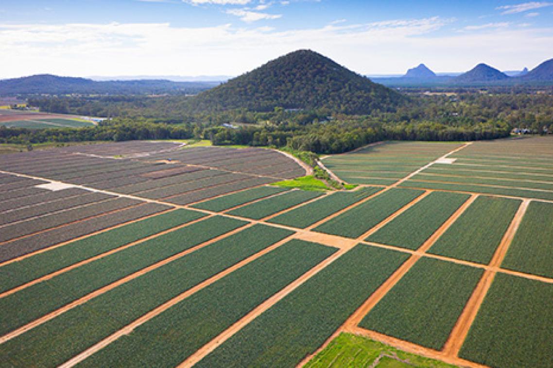 Piñata Farms is a leading pineapple, strawberry and specialty mango producer based in South-East Queensland. (Credit : Piñata Farms)