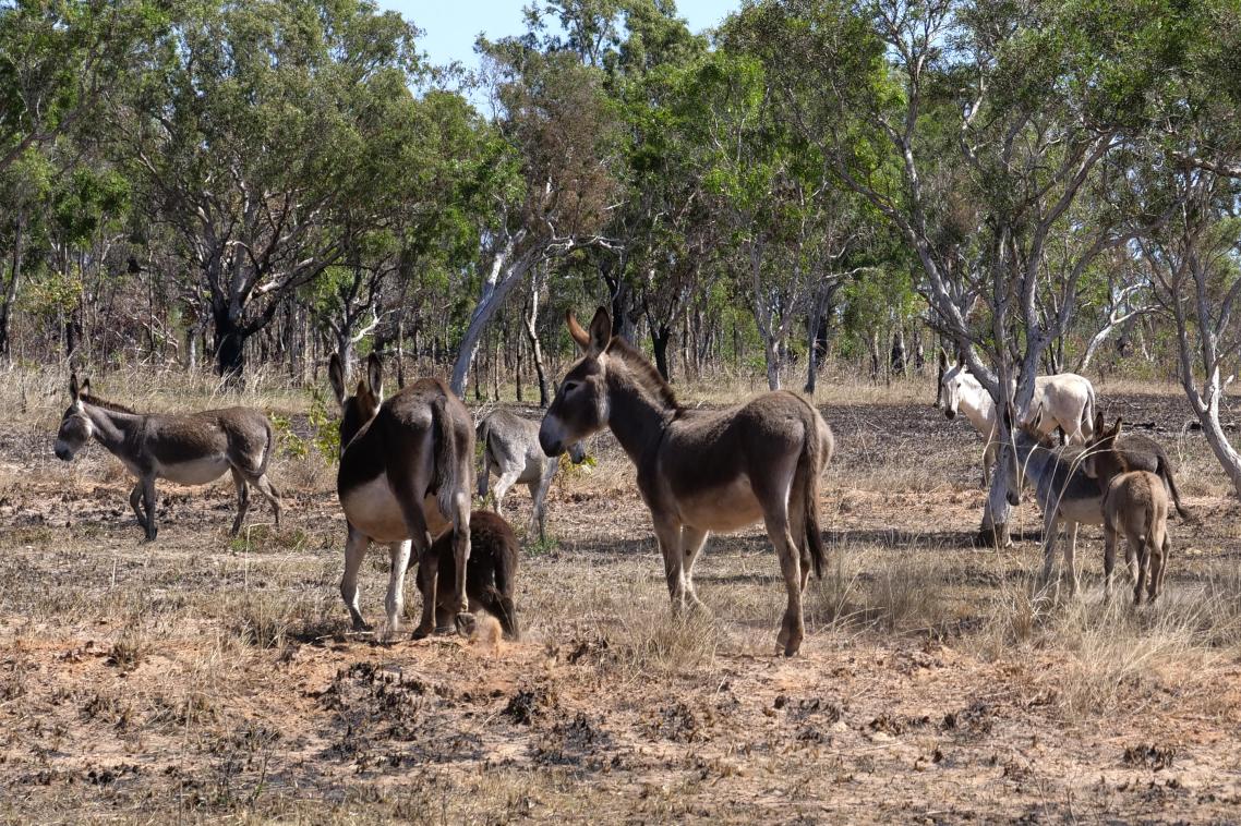 Feral donkeys in the Kimberley: photo Jaana Dielenberg