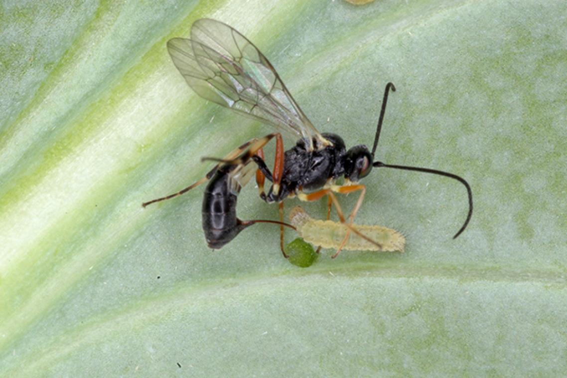 A close up of a parasitic wasp against a white background