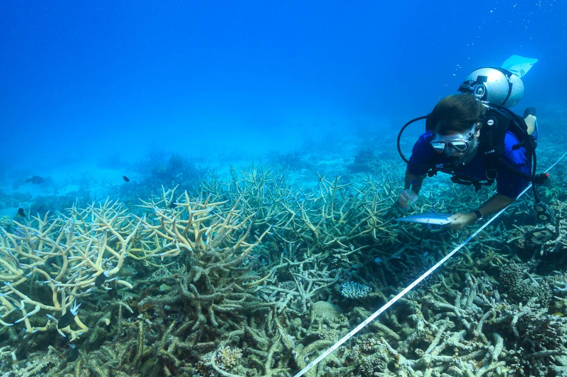 Scientists measure coral mortality following bleaching on the northern Great Barrier Reef. Photo: Tane Sinclair-Taylor.