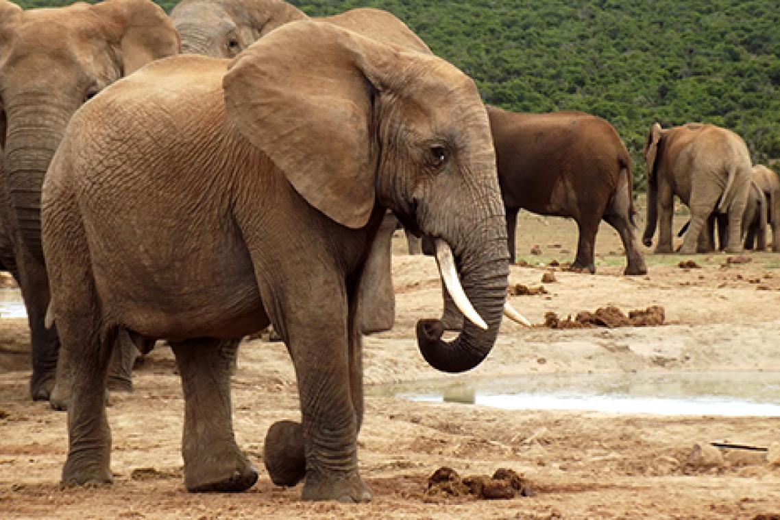 Elephant herd in Addo Elephant National Park. Photo by Rory Biggs.