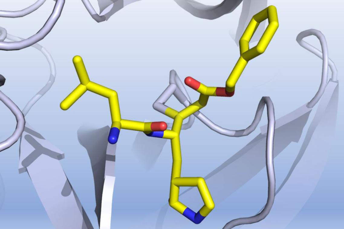 A graphic representation of how a discovered compound inhibits the COVID-19 virus main protease. Credit: Professor Luke Guddat.